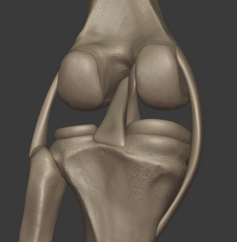 Knee ligaments model 3D print model_13