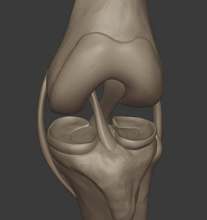 Knee ligaments model 3D print model_11