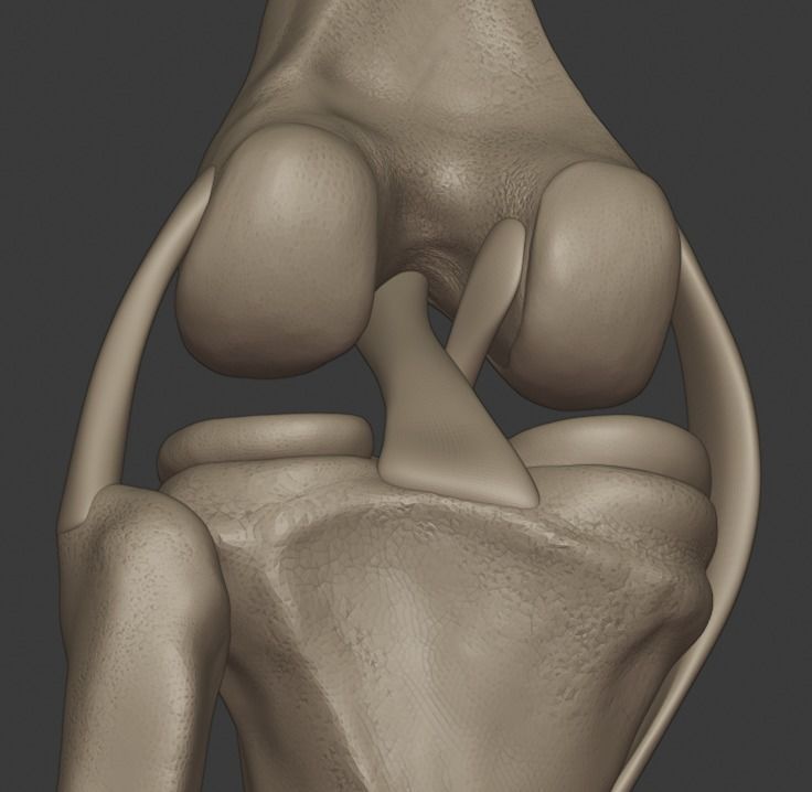 Knee ligaments model 3D print model_10