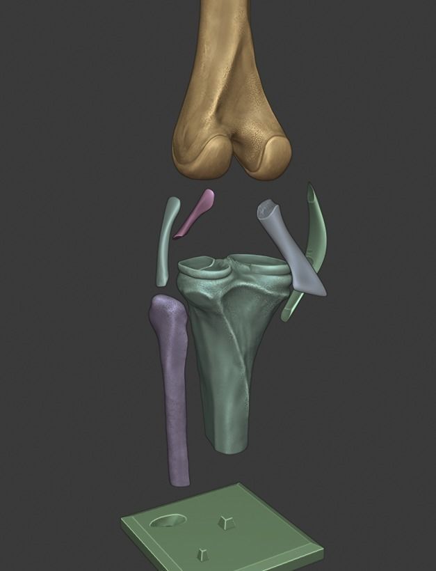 Knee ligaments model 3D print model_25