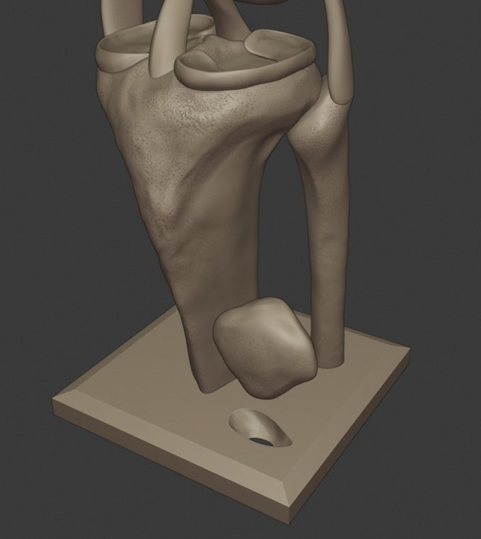 Knee ligaments model 3D print model_16