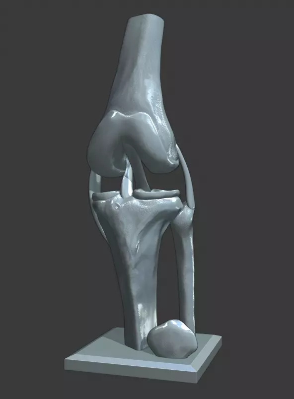 Knee ligaments model 3D print model_0