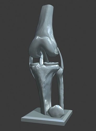 Knee ligaments model 3D print model