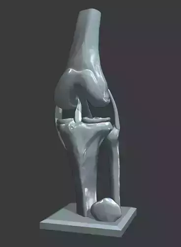 Knee ligaments model 3D print model