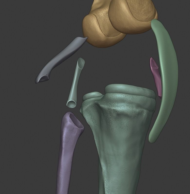 Knee ligaments model 3D print model_26