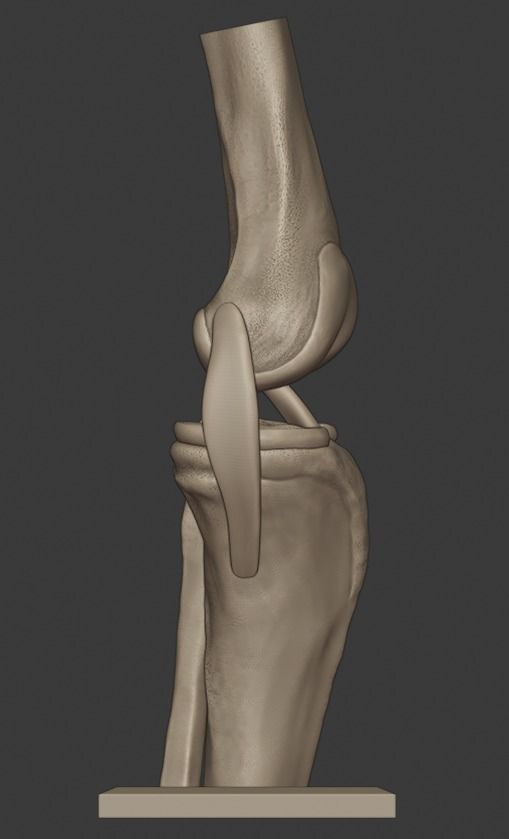 Knee ligaments model 3D print model_5