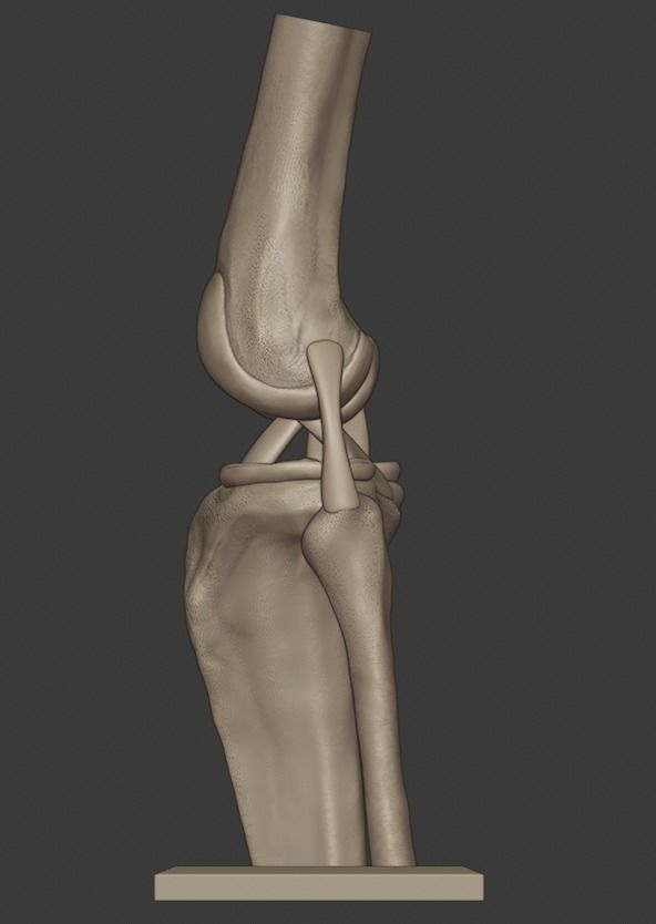 Knee ligaments model 3D print model_3