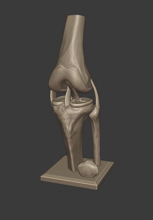 Knee ligaments model 3D print model_1