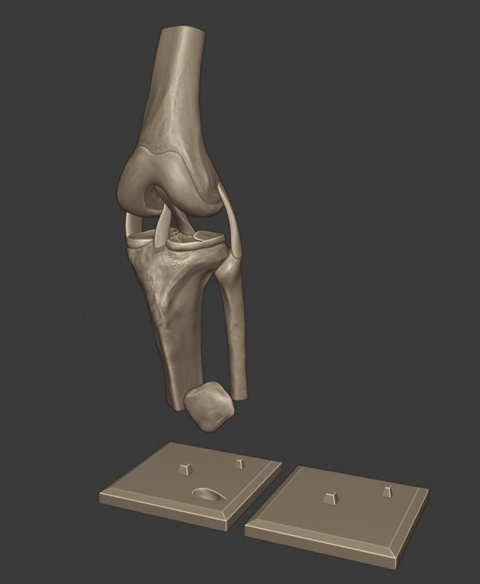 Knee ligaments model 3D print model_14