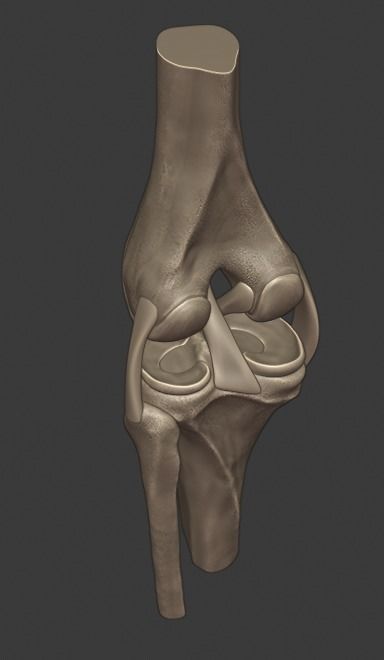 Knee ligaments model 3D print model_12
