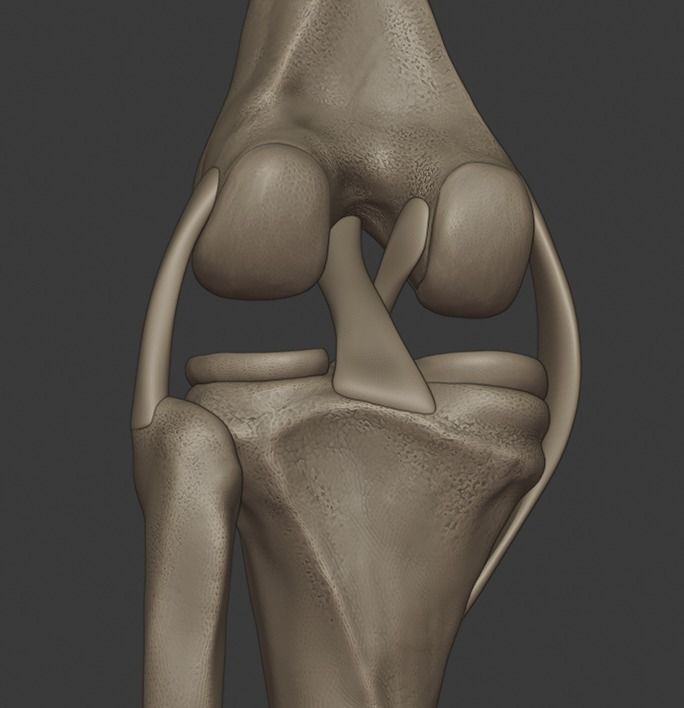 Knee ligaments model 3D print model_8