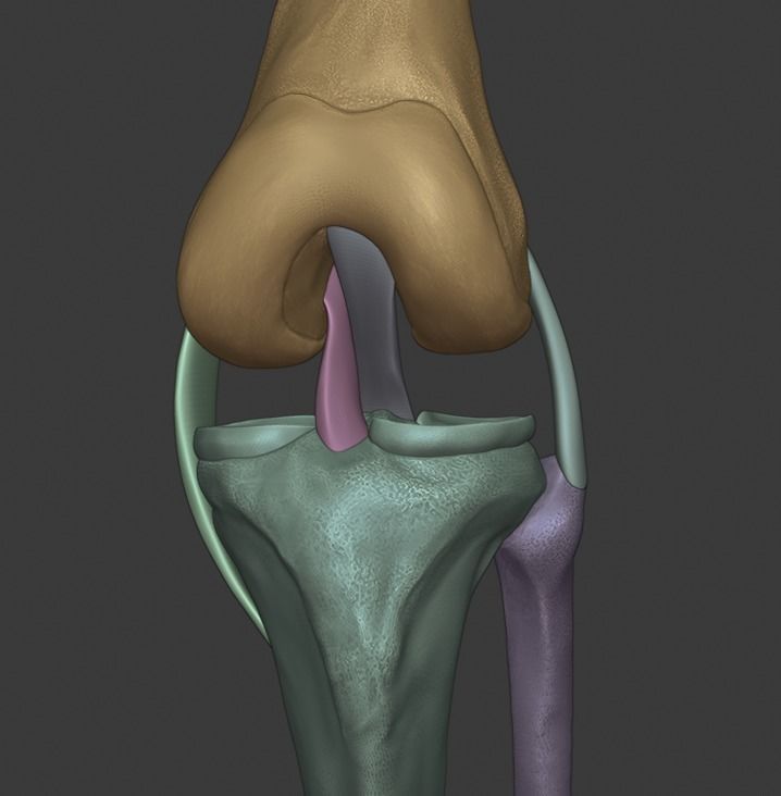 Knee ligaments model 3D print model_24