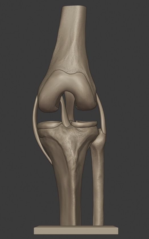Knee ligaments model 3D print model_2