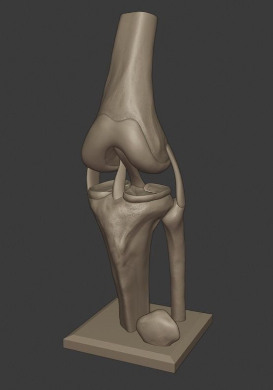 Knee ligaments model 3D print model_15
