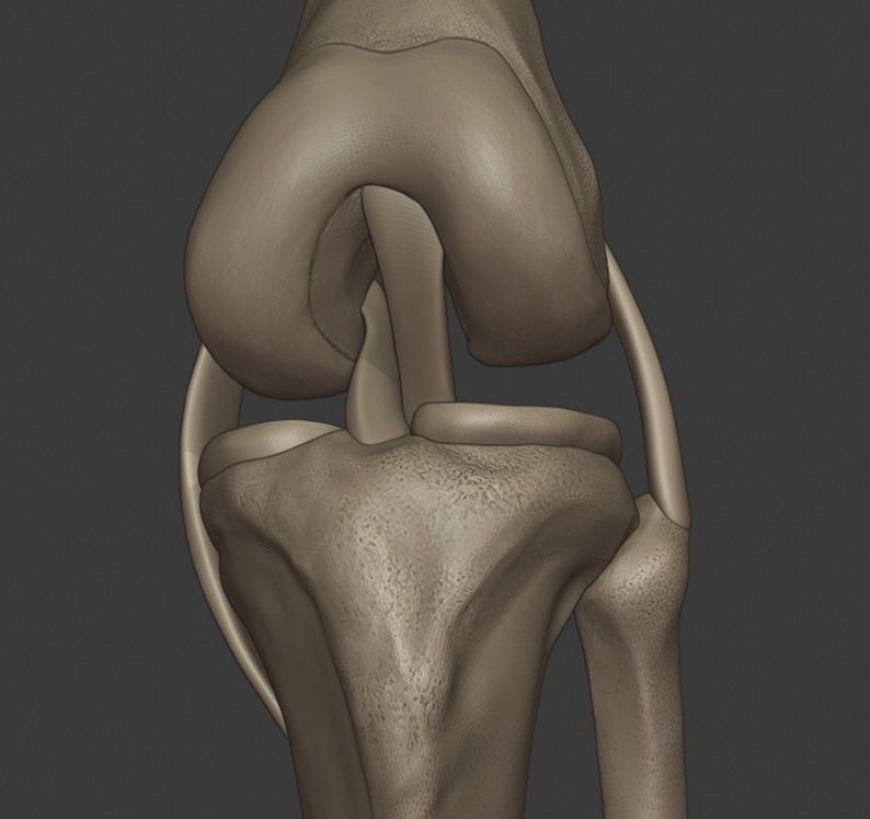 Knee ligaments model 3D print model_7