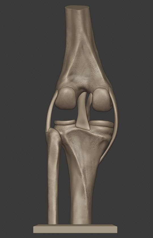Knee ligaments model 3D print model_4