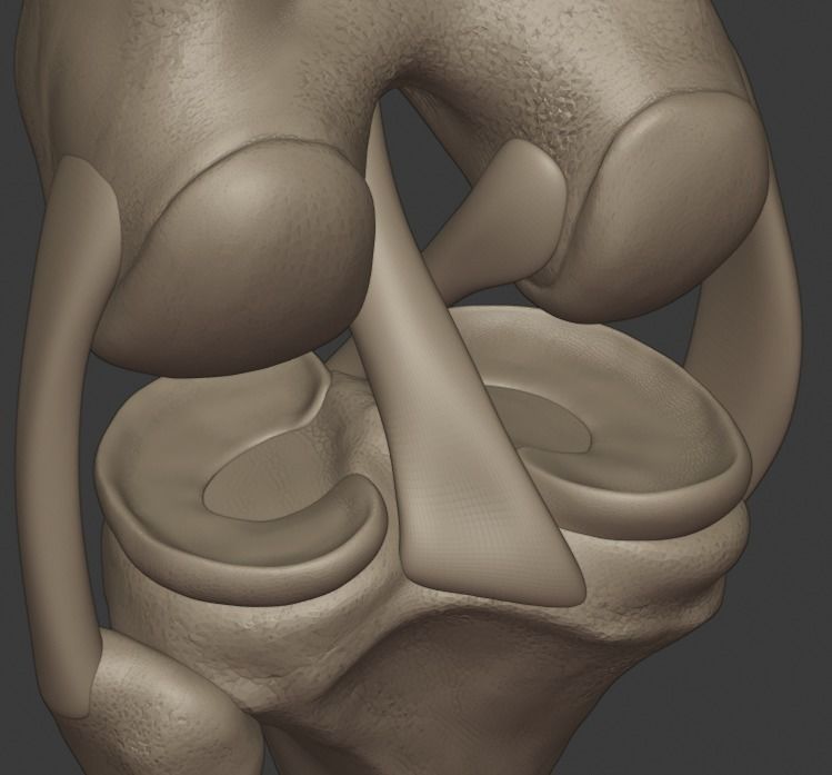 Knee ligaments model 3D print model_9