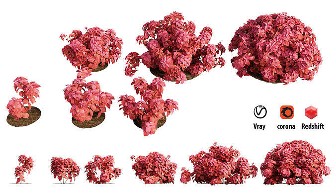 Solenostemon colorblaze rediculous mono Plant  3D model