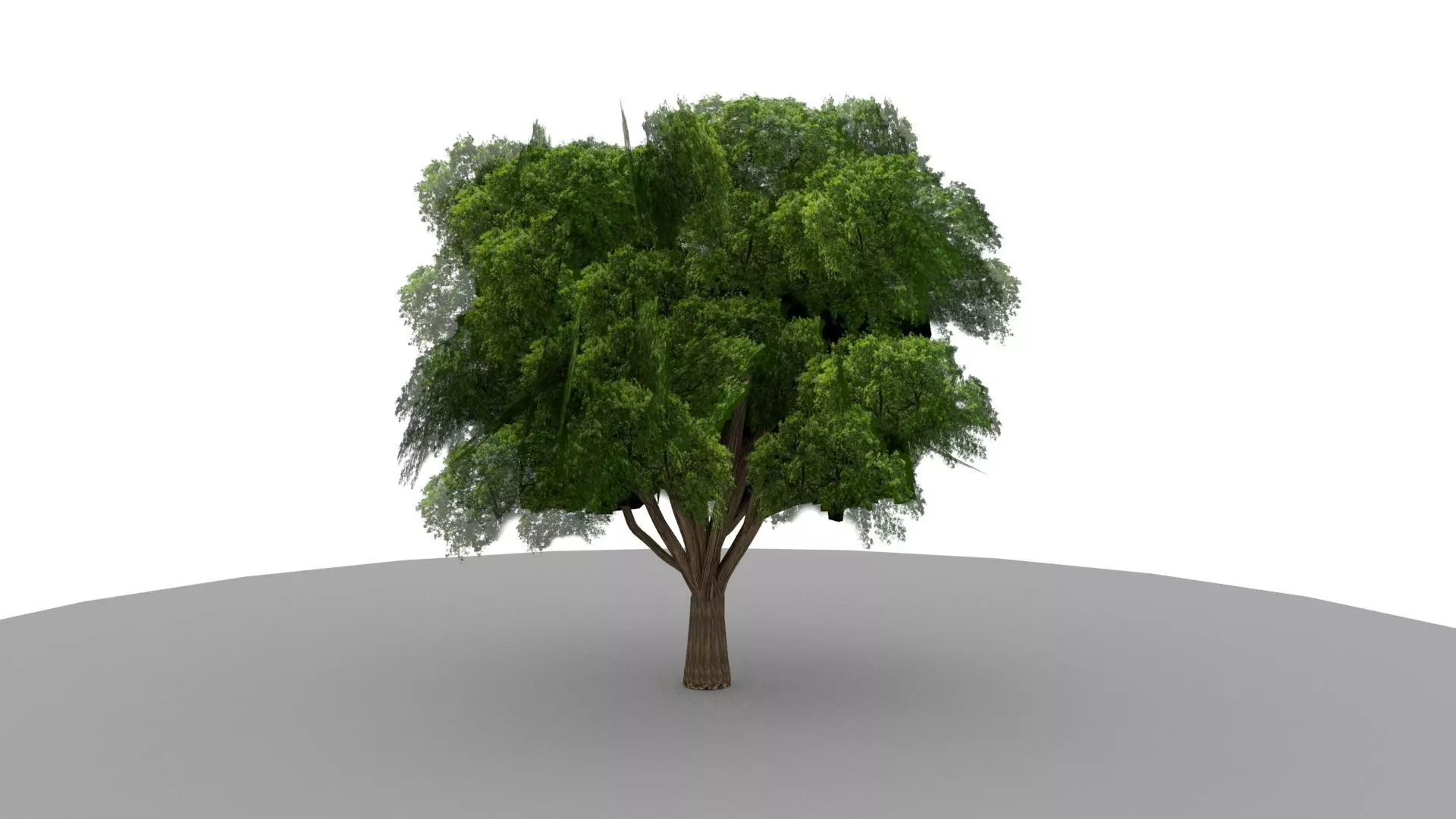 tree 3d model texture lowpoly fbx obj ma ma  Low-poly 3D model_0