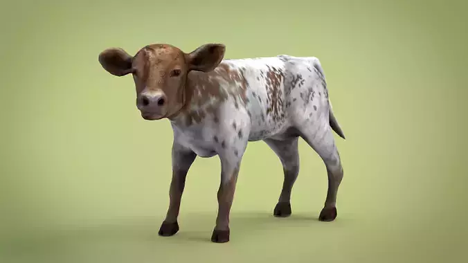 REALISTIC CALF cow 3D model