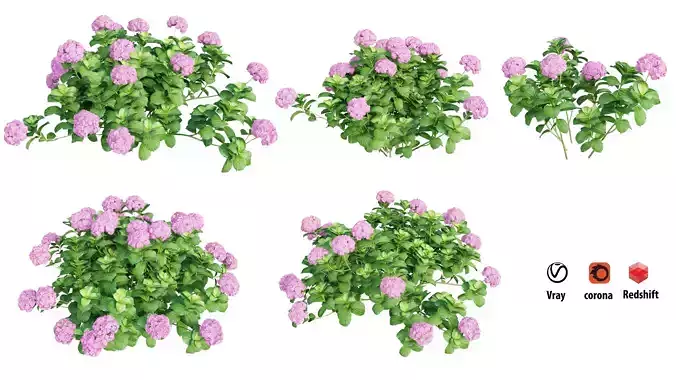 Plants Hydrangea set 05