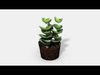 CrassulaMoonglow Cactus Plant - Photoscanned PBR Low-poly 3D model_1