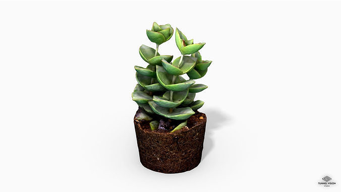 CrassulaMoonglow Cactus Plant - Photoscanned PBR Low-poly 3D model