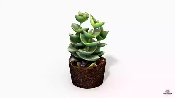 CrassulaMoonglow Cactus Plant - Photoscanned PBR