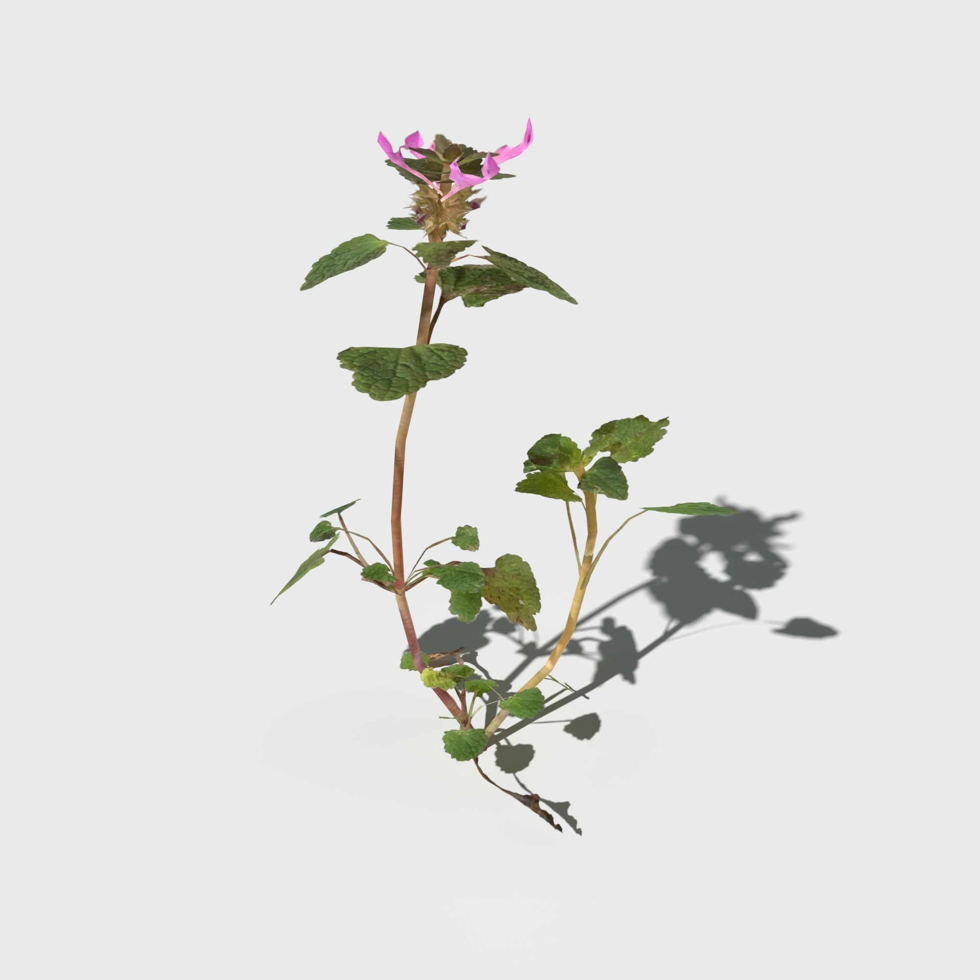 Purple Dead Nettle Pack 3D model_6