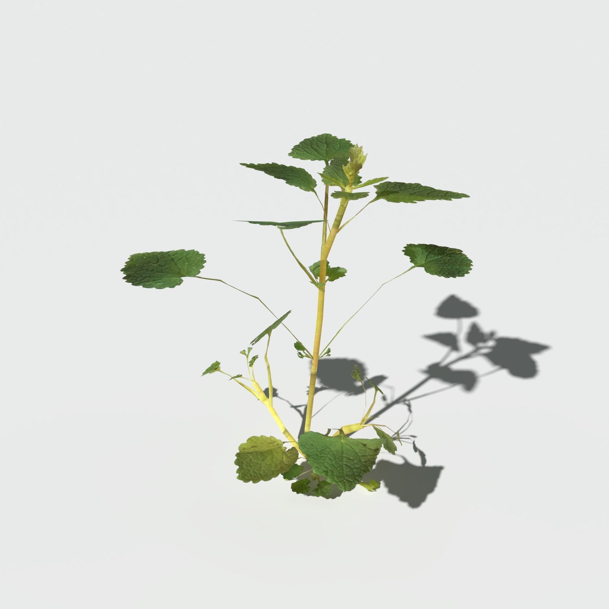 Purple Dead Nettle Pack 3D model_8