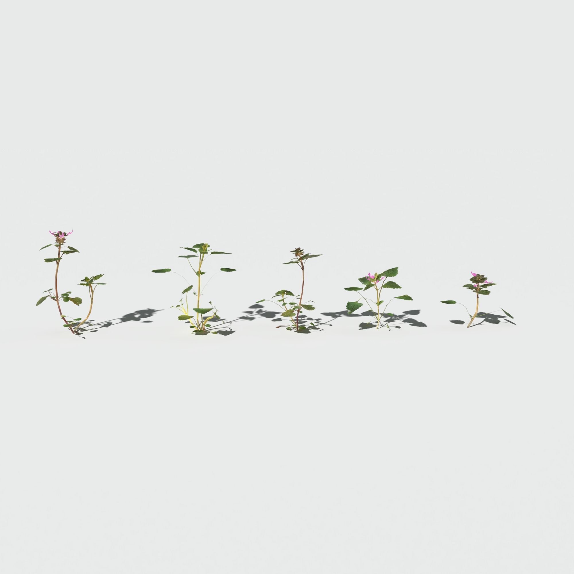 Purple Dead Nettle Pack 3D model_5