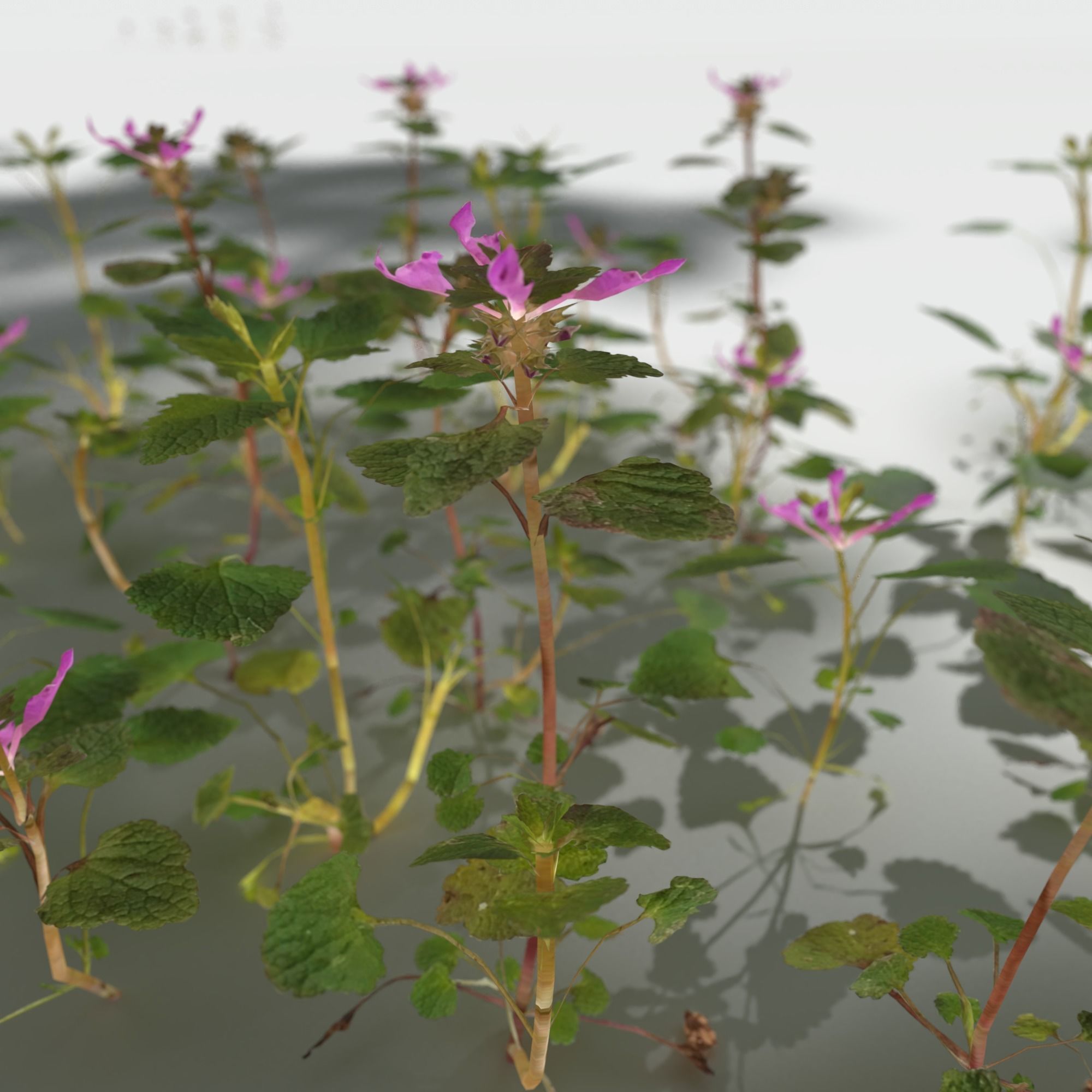 Purple Dead Nettle Pack 3D model_4