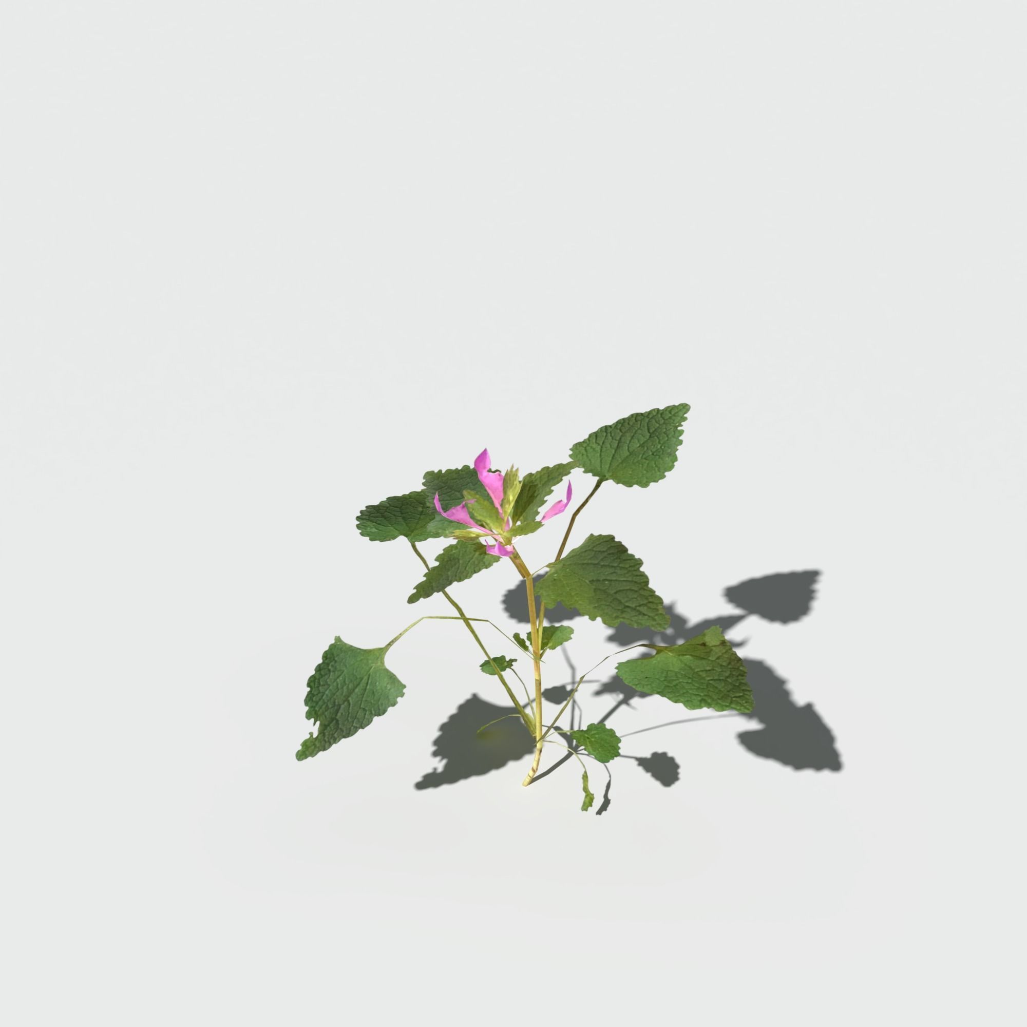 Purple Dead Nettle Pack 3D model_12