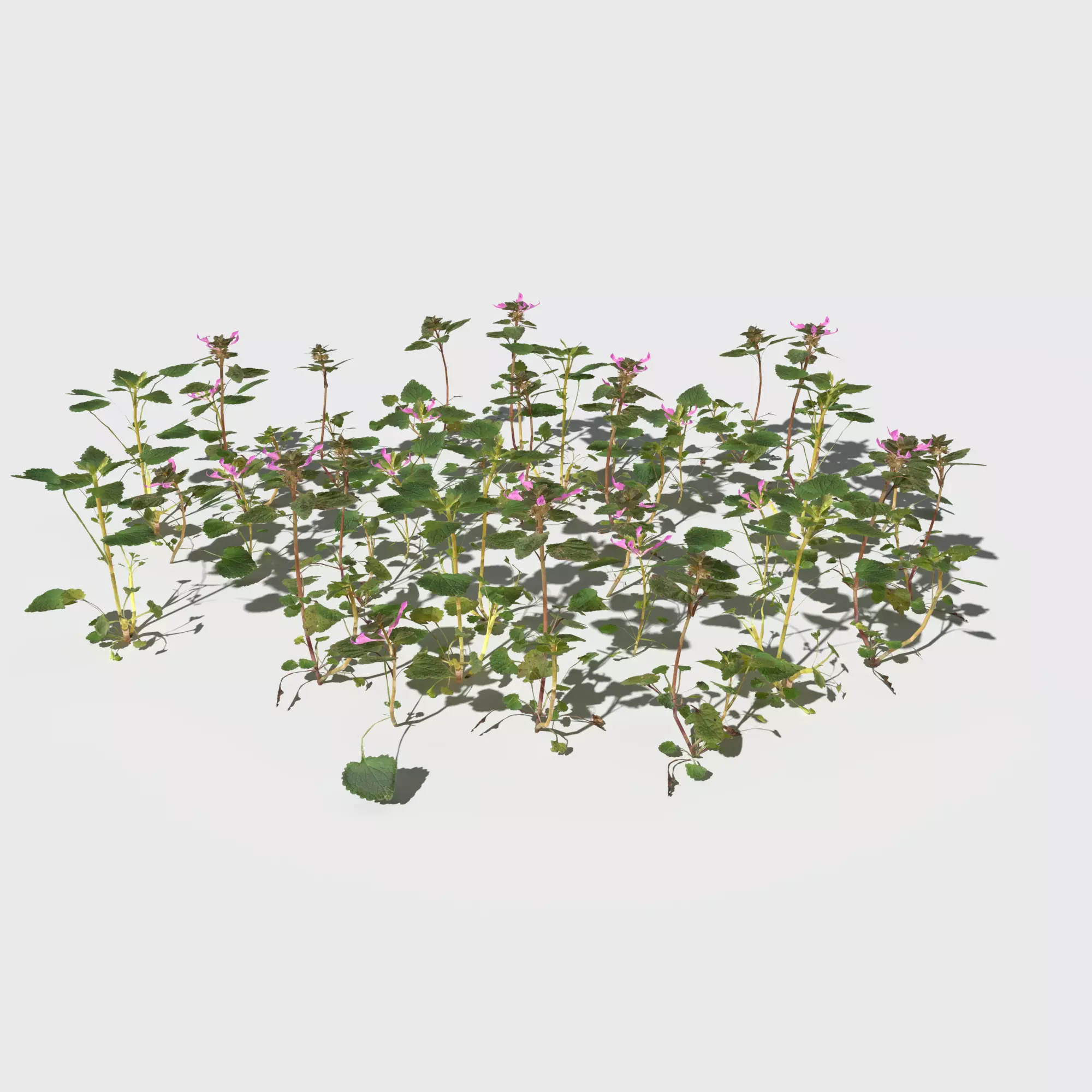 Purple Dead Nettle Pack 3D model_0