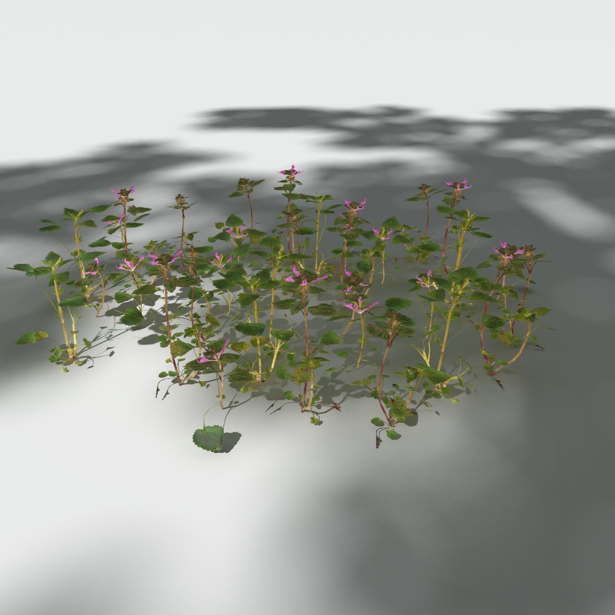 Purple Dead Nettle Pack 3D model_1
