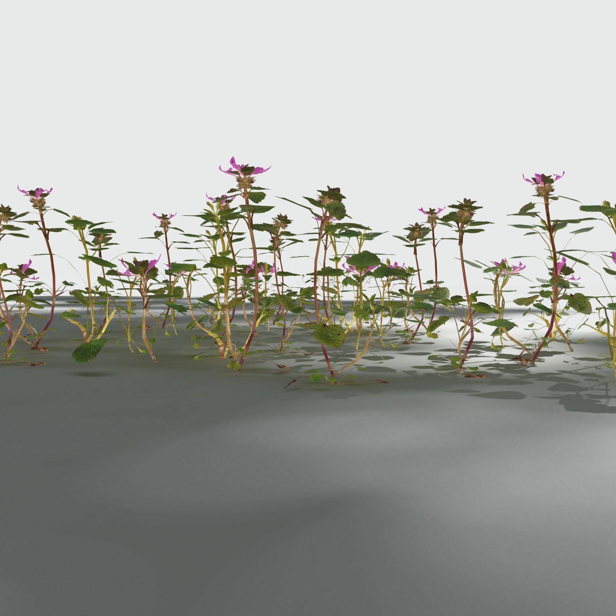 Purple Dead Nettle Pack 3D model_3