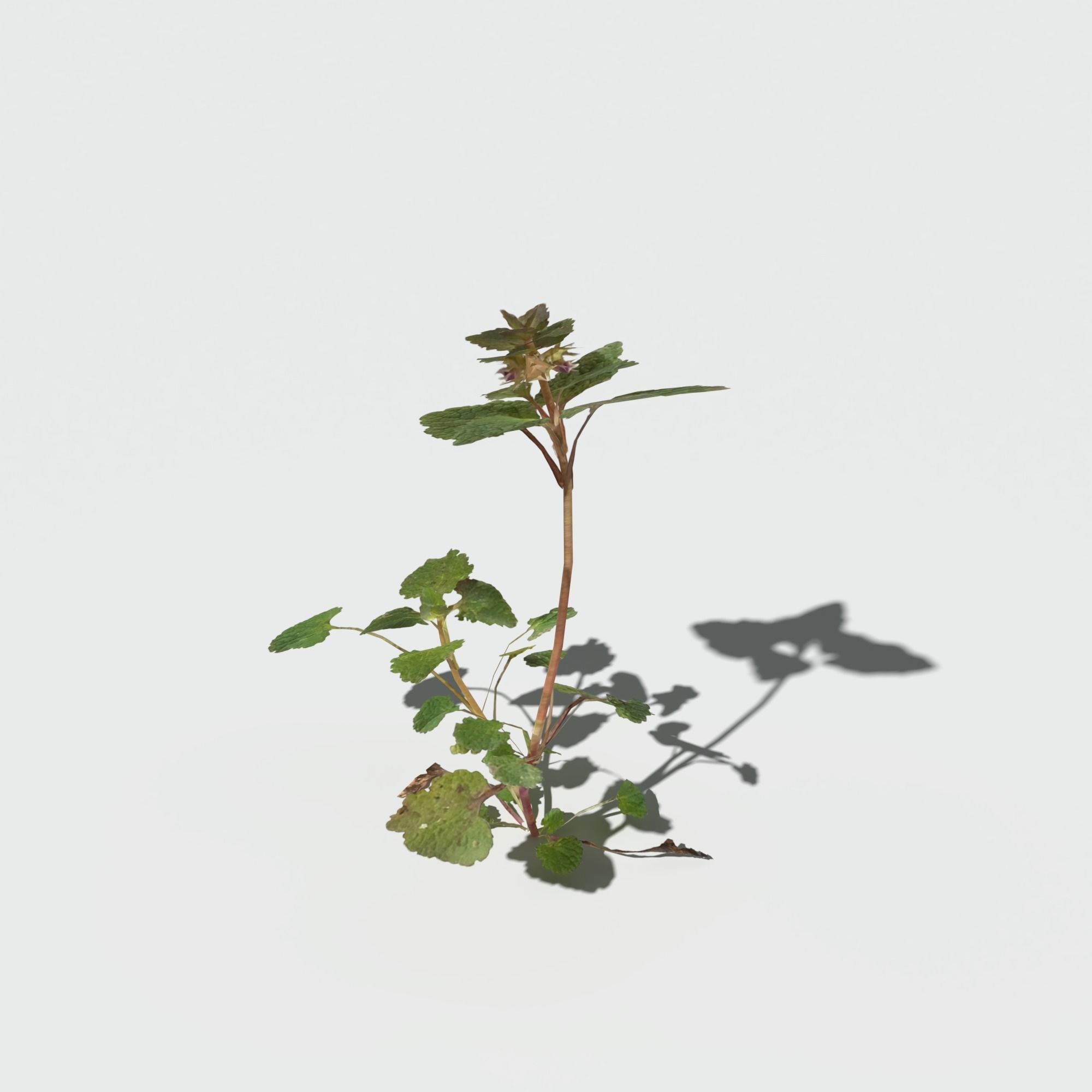Purple Dead Nettle Pack 3D model_10