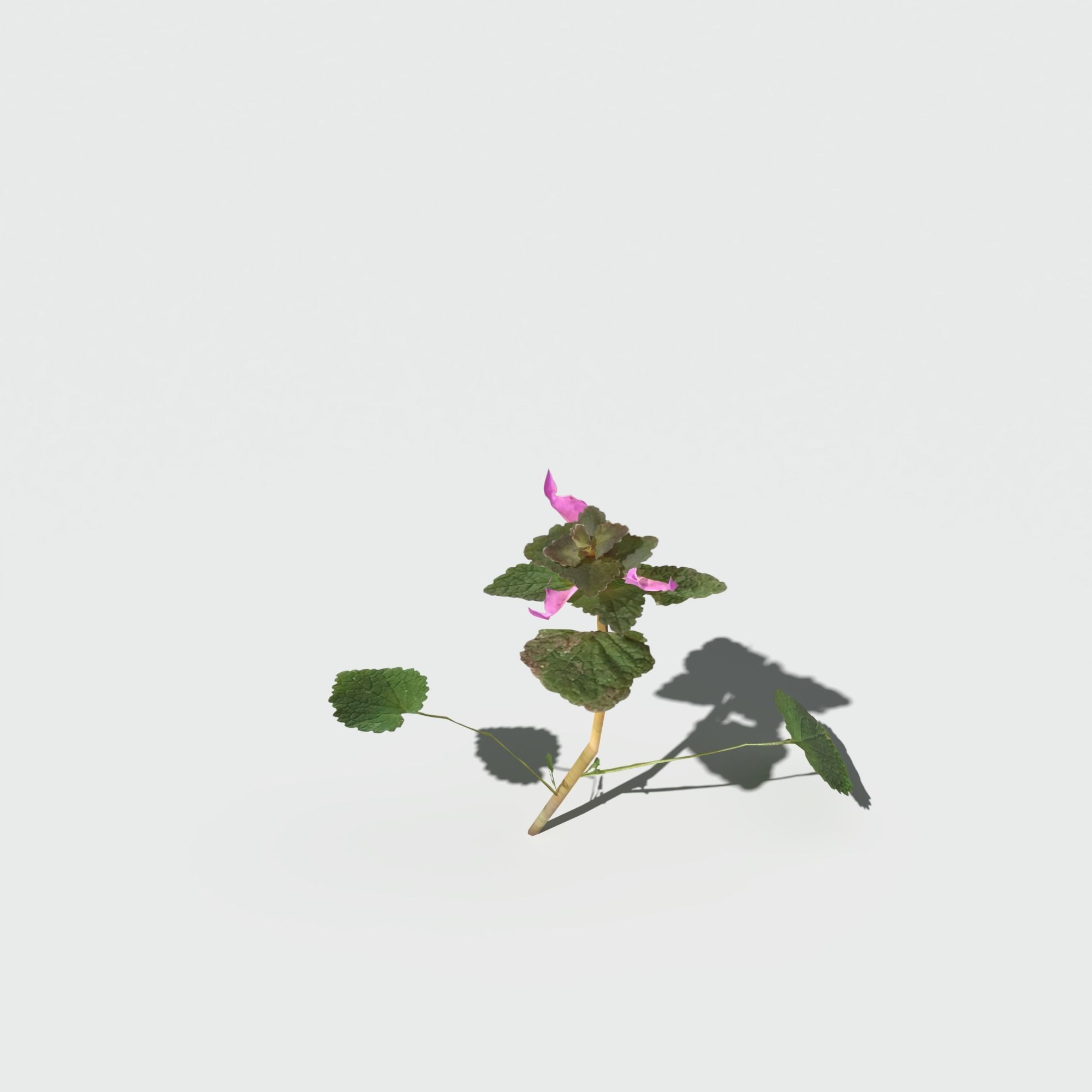 Purple Dead Nettle Pack 3D model_14