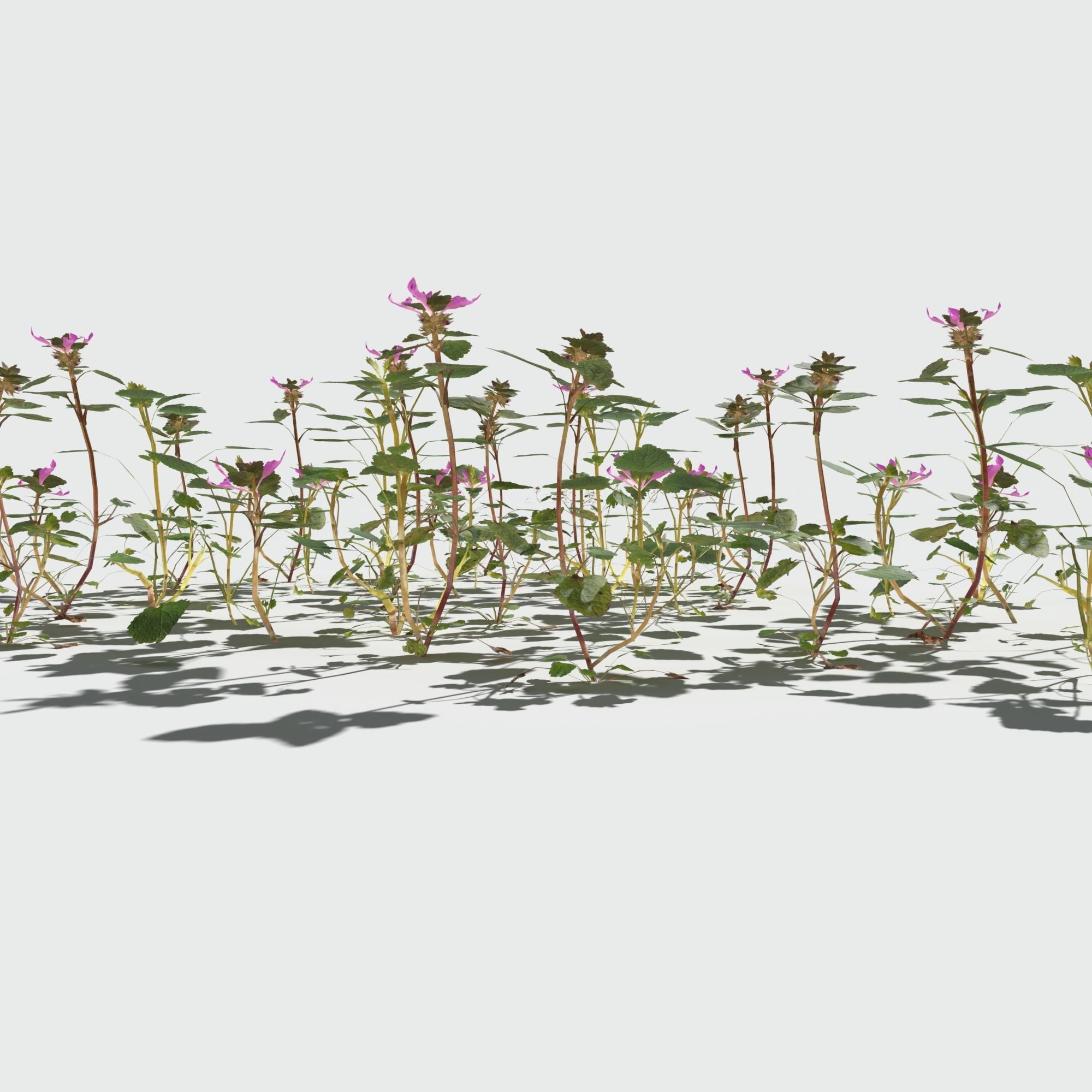 Purple Dead Nettle Pack 3D model_2