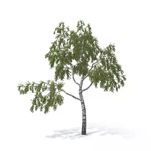 Birch Tree No 1 Summer Version 3D model