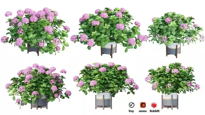 Plants Hydrangea set 06