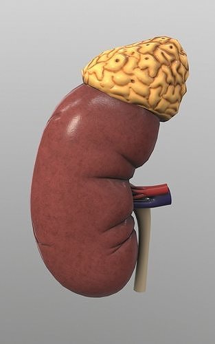 Kidney Low-poly 3D model