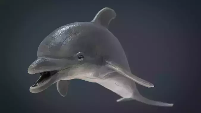 dolphin Low-poly 3D model