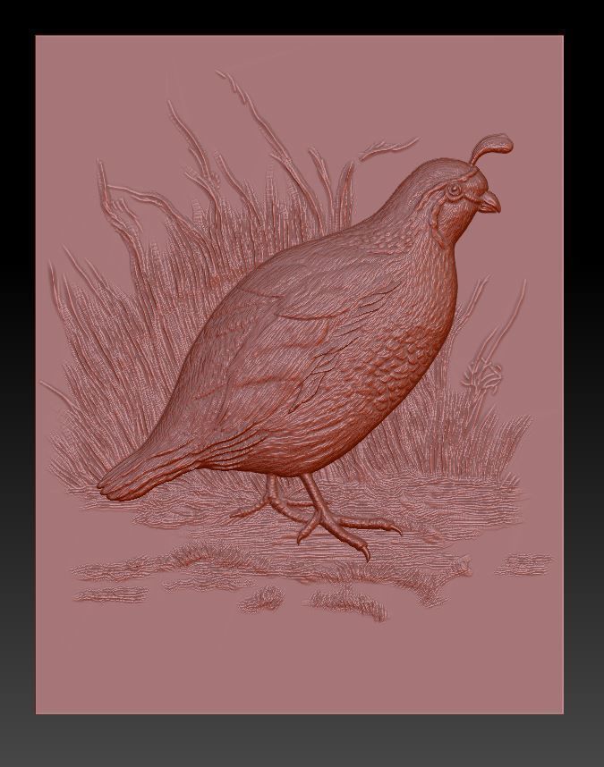 WHite Quail 2 - relief - 2020 3D print model_2