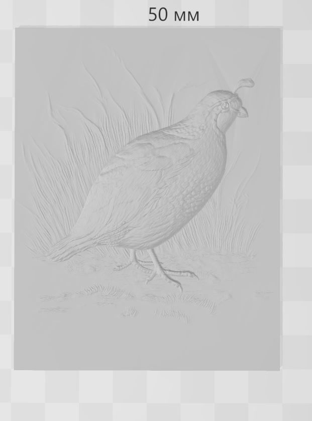 WHite Quail 2 - relief - 2020 3D print model_3