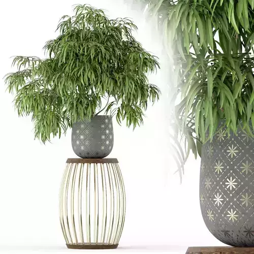 Plants collection 222