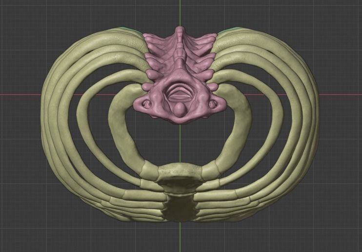 Ribcage ribs and rib cage 3D print model_14