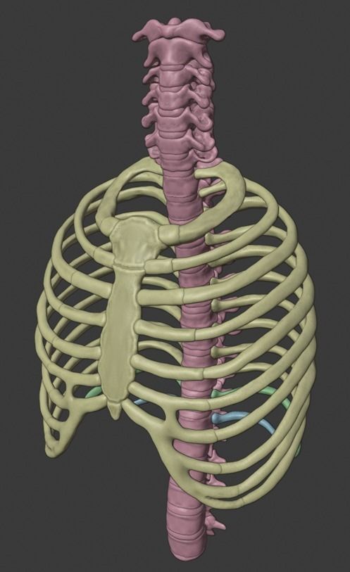 Ribcage ribs and rib cage 3D print model_17
