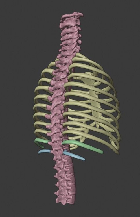 Ribcage ribs and rib cage 3D print model_16