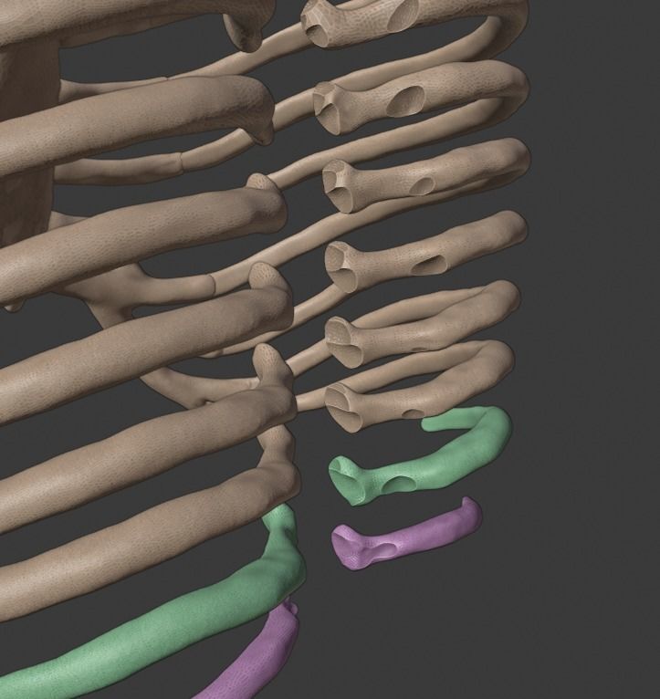 Ribcage ribs and rib cage 3D print model_11